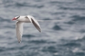 058 Red-billed tropicbird 05